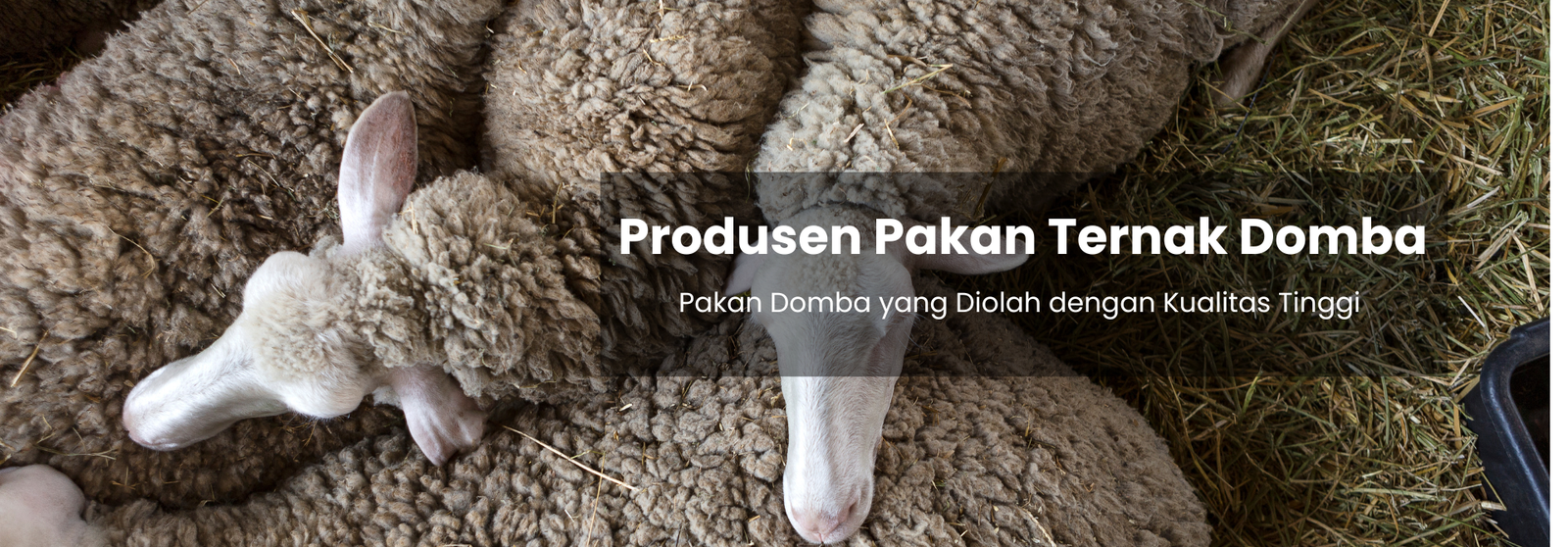 banner pakan ternak (2)